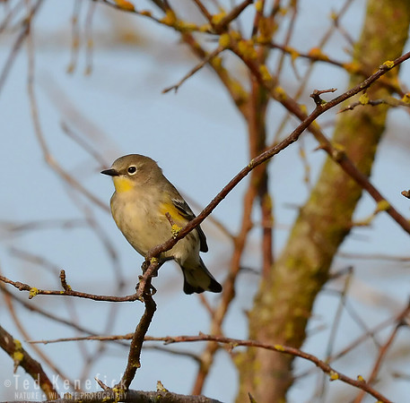 Winter Color, Yellow-rumped Warbler, Eide Island, Washington
