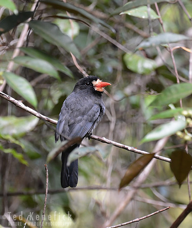 Black-fronted Nunbird, Itacare, Bahia, Brazil