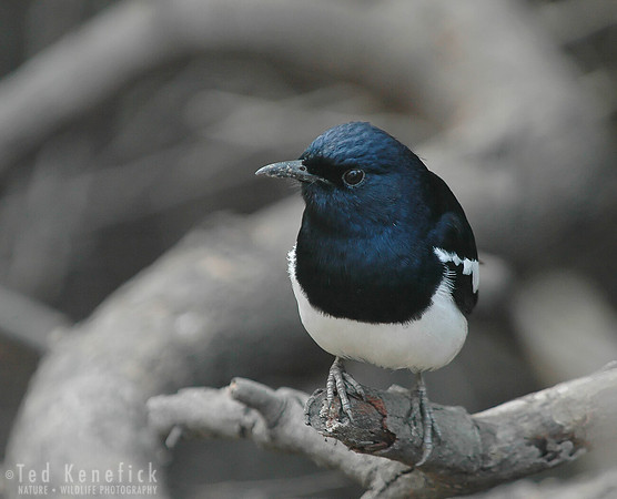 Curious Oriental Magpie Robin, Bandipur, India