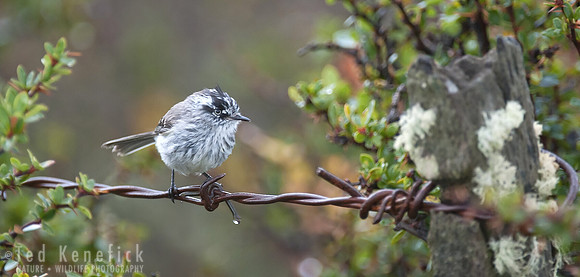 Tufted Tit-Tyrant after Patagonian Rain, Chile