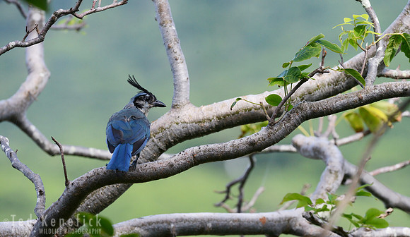 White-throated Magpie-Jay, Nicaragua