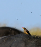 Buffet - Yellow-billed Oxpecker, Cape Buffalo, Maasai Mara, Kenya