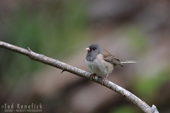 Dark-eyed Junco, Blakely Island, Washington