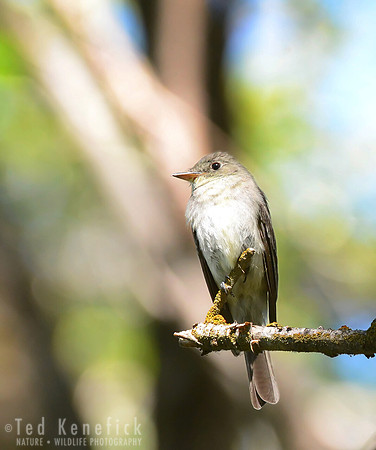 Eastern Wood-Pewee, Lind Coulee, Washington