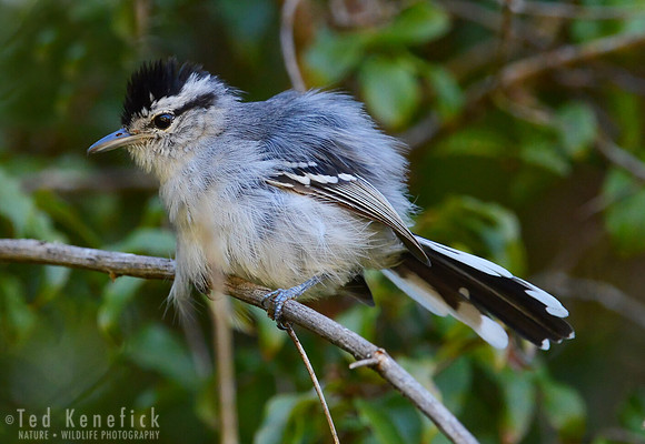 Ruffle -- Black-capped Antwren, Serra da Canastra, Brazil