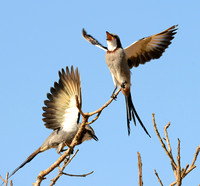 Display --  Streamer-tailed Tyrants, Serra da Canastra, Brazil
