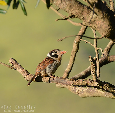 White-eared Puffbird in Morning Light, Serra da Canastra, Brazil