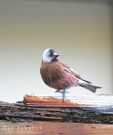 Arctic Rose -- Gray-crowned Rosy-Finch, Adak, Alaska