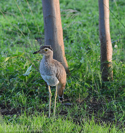 On Alert, Double-striped Thick-Knee, Peninsula Papagayo, Costa Rica
