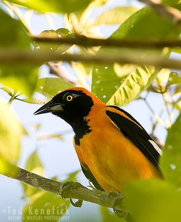 Orange-backed Troupial, The Pantanal, Brazil
