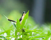 Black-capped Donacobius Pops Up, The Pantanal, Brazil