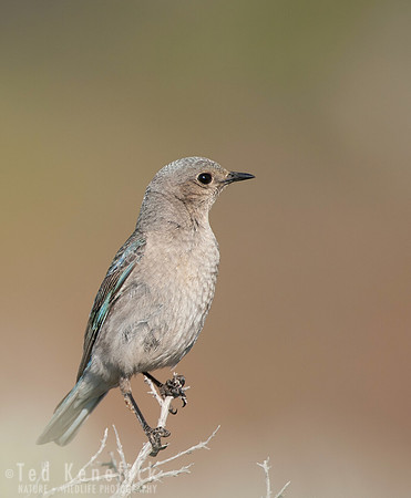Mountain Bluebird, Umtanum Ridge