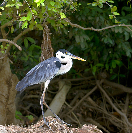 Cocoi Heron, The Pantanal, Brazil