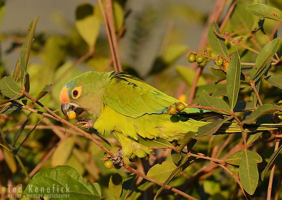Peach-fronted Parakeet with Fruit, Serra da Canastra, Brazil