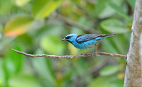 Blue Dacnis, Lencois, Brazil