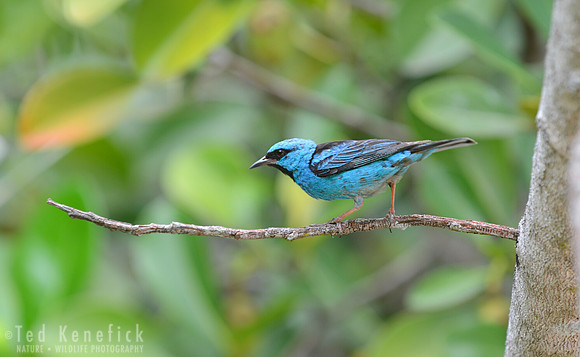 Blue Dacnis, Lencois, Brazil