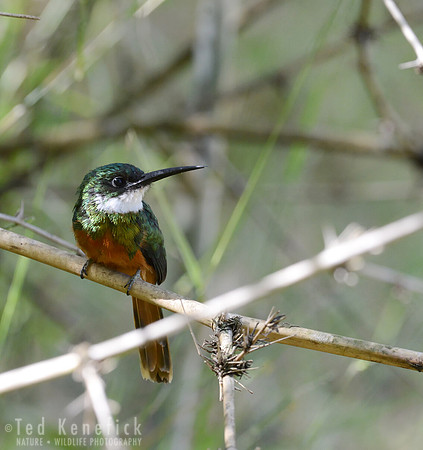 Rufous-tailed Jacamar Posing, Serra da Canastra, Brazil