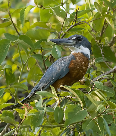 Posing Ringed Kingfisher, Rio Claro, The Pantanal, Brazil