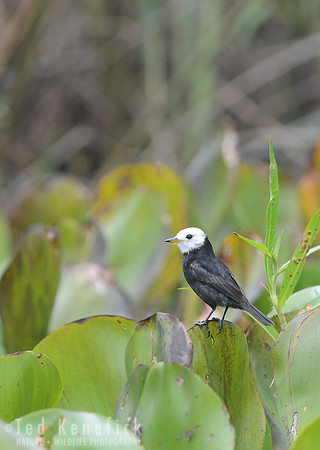 Black and White and Green - White-headed Marsh-Tyrant, Brazil