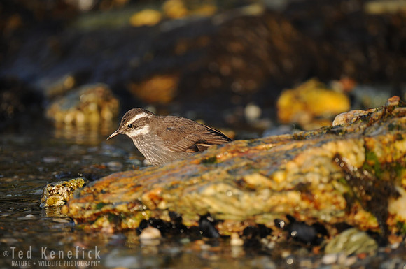 Evening Forage - Dark-bellied Cinclodes, Tierra del Fuego National Park