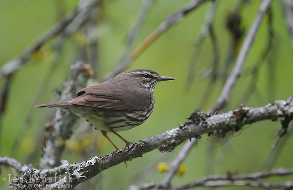 Bog Songster, Northern Waterthrush, Okanogan County, Washington