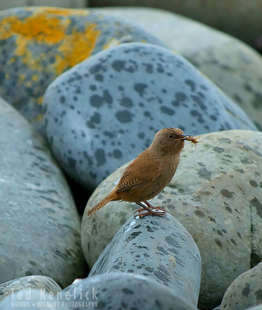 Cobb's Wren with Prey, Sea Lion Island, Falkland Islands