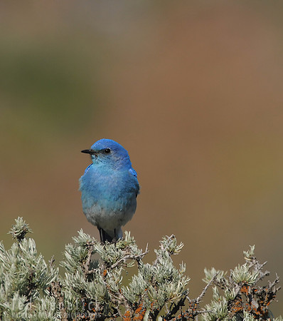 Mountain Bluebird on Sage 1