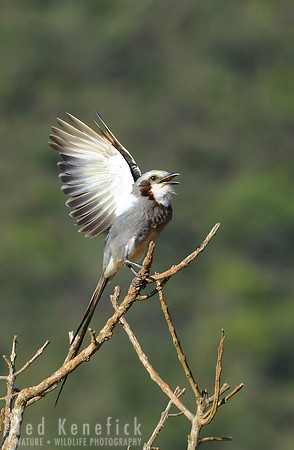 Streamer-tailed Tyrant Showing Off Serra da Canastra National Park