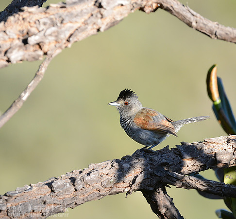 Black-capped Antshrike, Serra da Canastra, Brazil