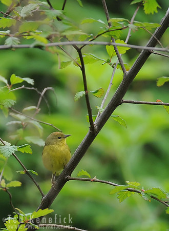 Northwest Spring Green, Orange-crowned Warbler, Blakely Island, Washington