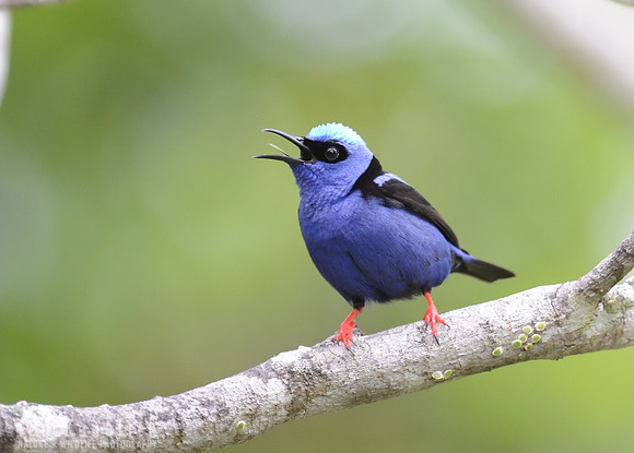 Red-legged Honeycreeper near Itacare, Brazil