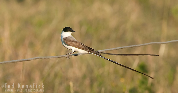 Fork-tailed Flycatcher, Entre Rios, Argentina
