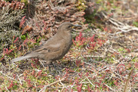Blackish Cinclodes, Falkland Islands