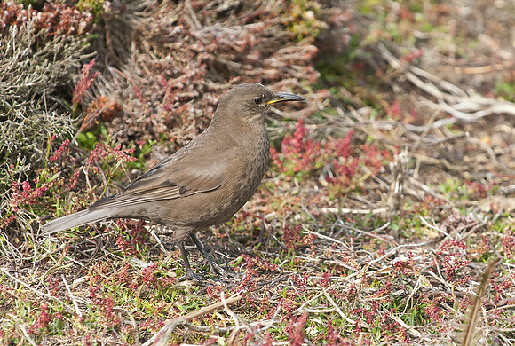 Blackish Cinclodes, Falkland Islands