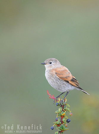 Austral Negrito on Berry Bush, Patagonia, Chile