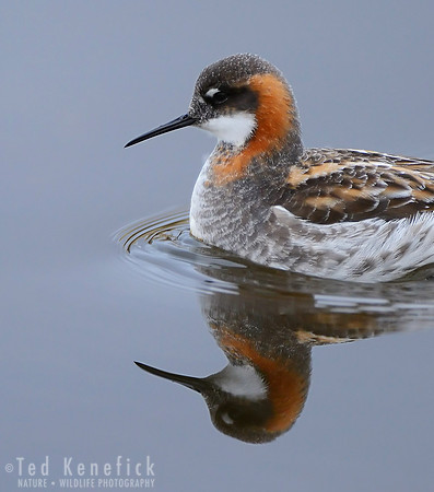 Red-necked Phalarope Reflection -- Adak Island, Alaska