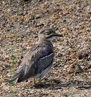 Jacanas, Sandpipers, Plovers