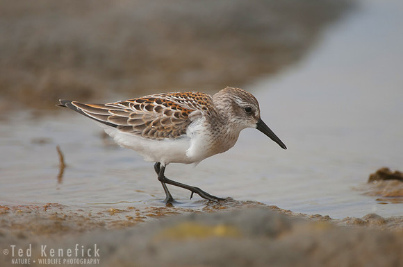 Western Sandpiper in Oregon