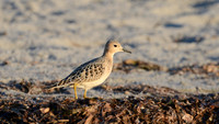 Rest Stop -- Buff-breasted Sandpiper, Bottle Beach, Washington