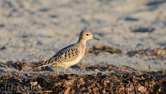 Rest Stop -- Buff-breasted Sandpiper, Bottle Beach, Washington