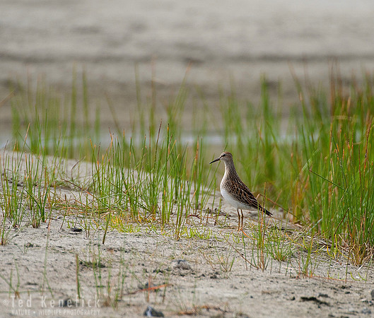 Pectoral Sandpiper, Pacific County, Washington