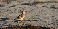 Beach Walker -- Buff-breasted Sandpiper, Ocean Shores, Washington