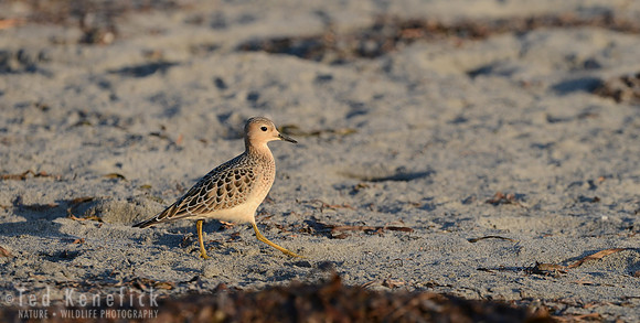 Beach Walker -- Buff-breasted Sandpiper, Ocean Shores, Washington