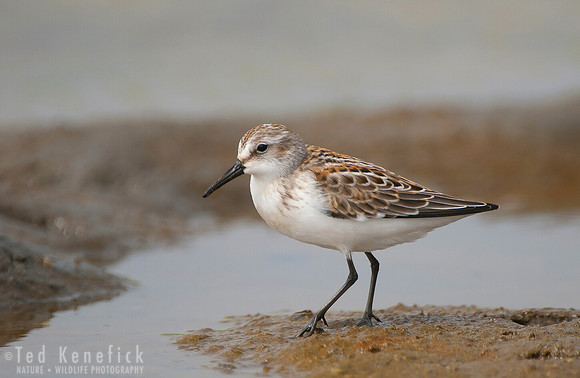 Western Sandpiper - South Jetty, Columbia River, Oregon