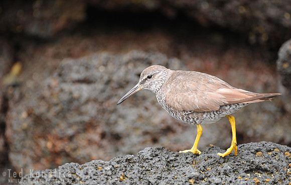 Wandering Tattler, Galapagos