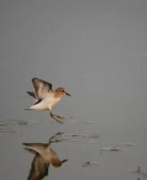 Sticking the Landing -- Least Sandpiper, Midway Beach, Washington