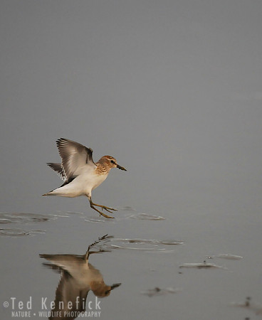 Sticking the Landing -- Least Sandpiper, Midway Beach, Washington