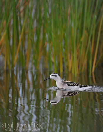 Reed Grass Reflection -- Red-necked Phalarope, Midway Beach, Washington