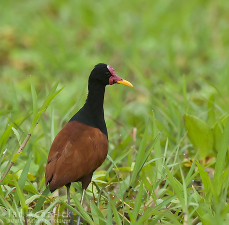 Wattled Jacana in Riverside Grass, The Pantanal, Brazil