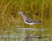 Greater Yellowlegs, Midway Beach, Washington